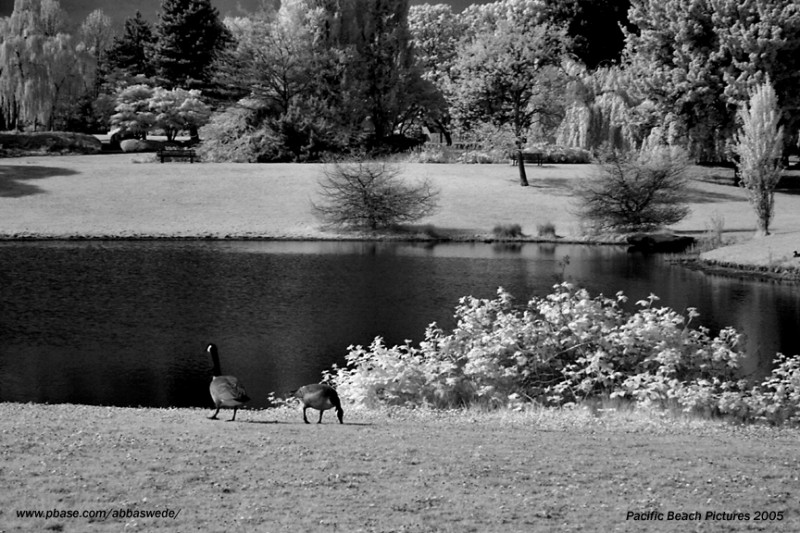 Vanier Geese Web