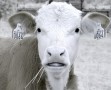 Cow puzzled Cow puzzled