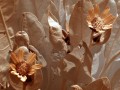 Flowers Flowers