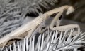 PrayingMantis PrayingMantis